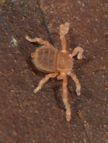 Media type: image;   Invertebrate Zoology 136532